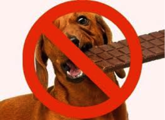 The Groomers Spotlight | Dangers of chocolate  