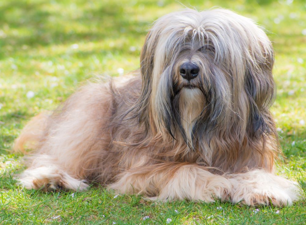 Tibetan sheepdog store