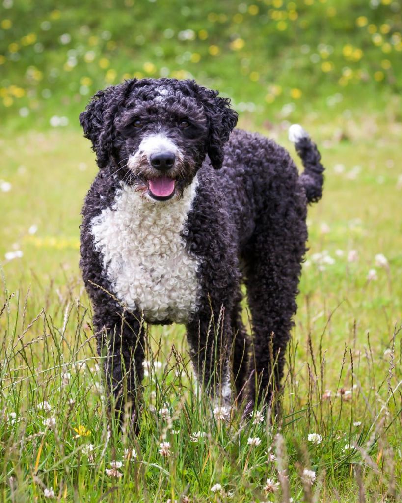 Spanish Water Dog The Groomers Spotlight