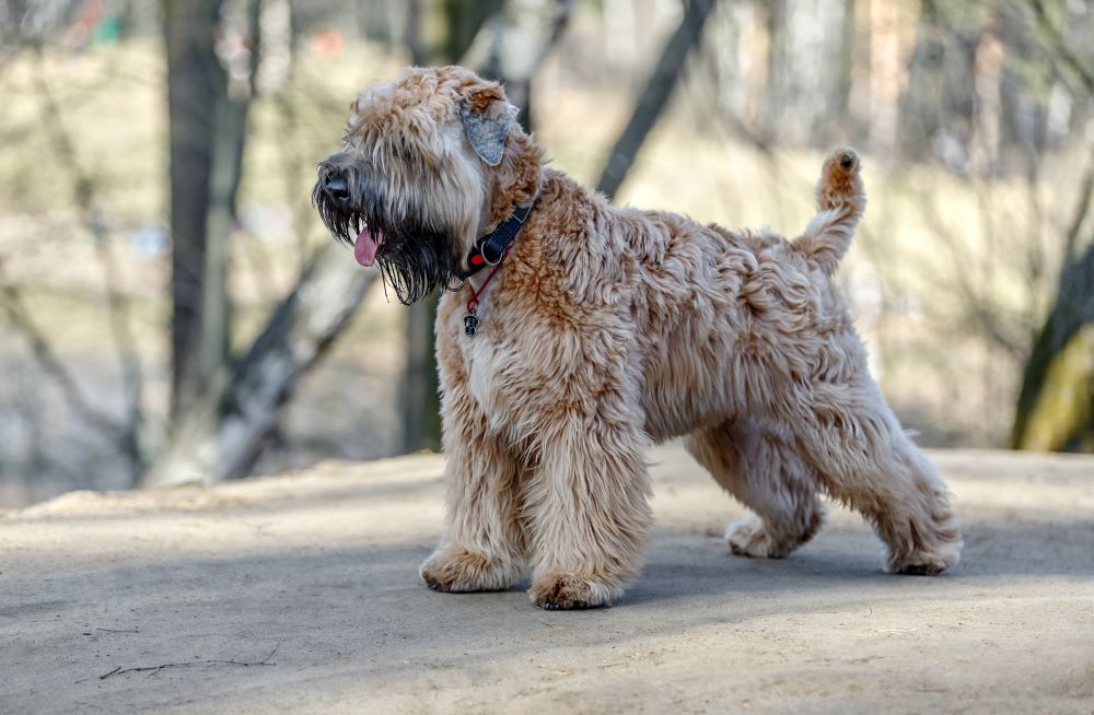 A soft store coated wheaten terrier