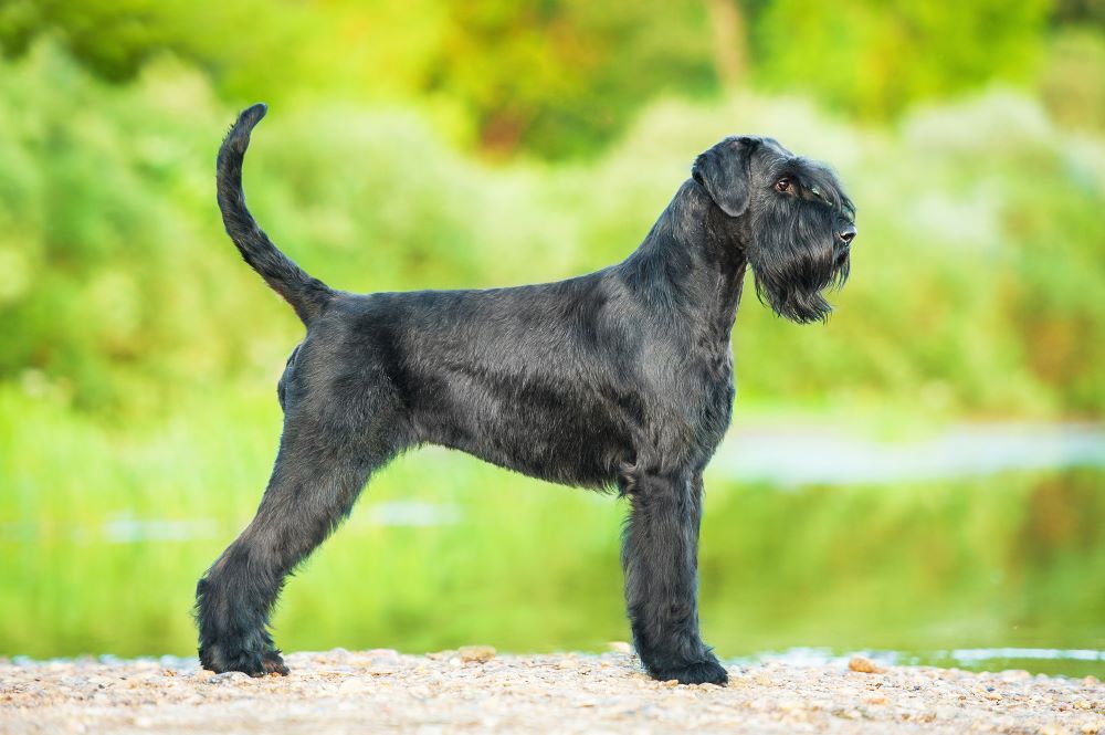 Giant best sale schnauzer guarding