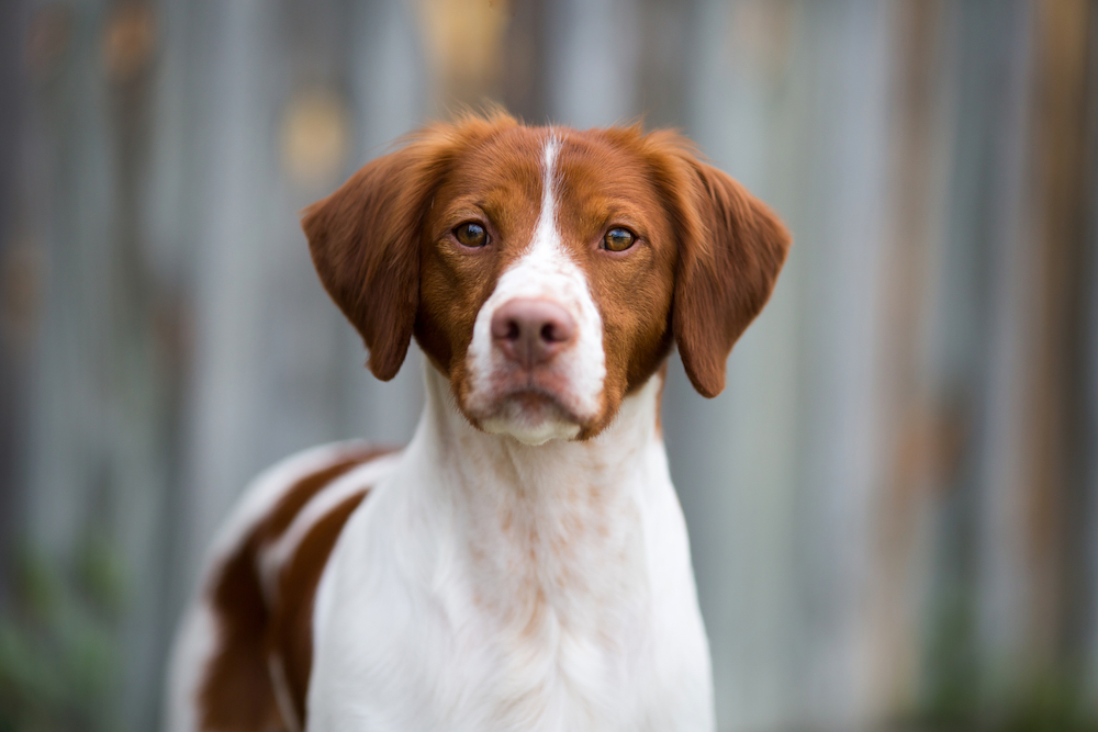 Groomed store brittany spaniel