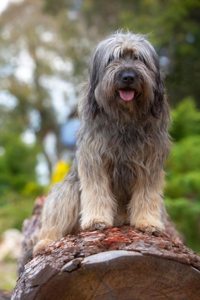 is a catalan sheepdog a good pet