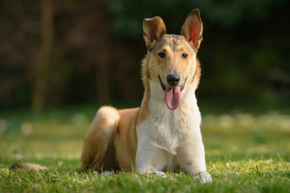 are smooth collie aggressive