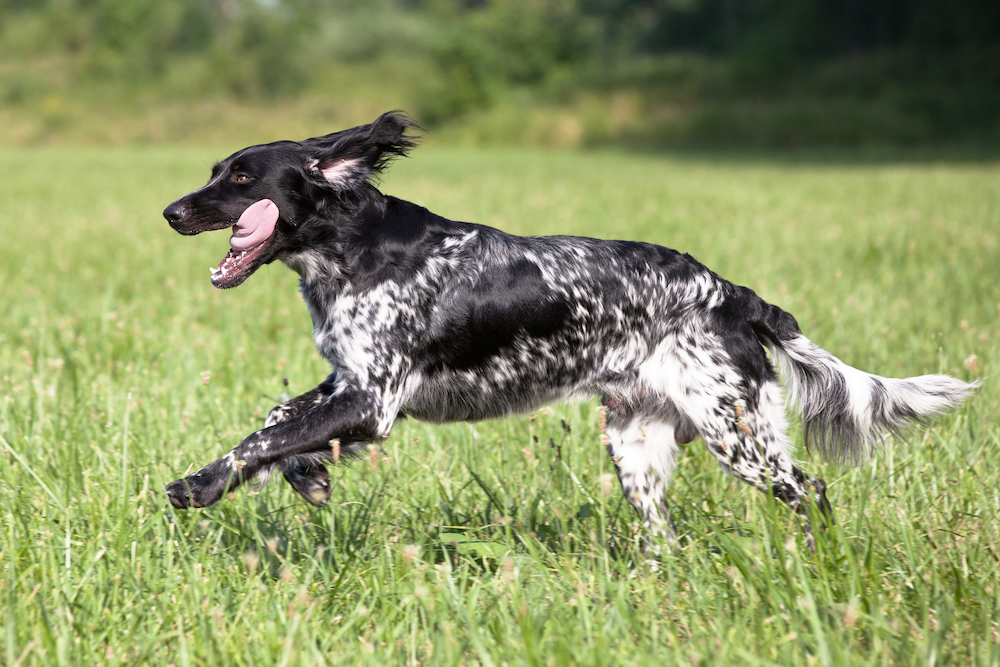 Large munsterlander outlet breed standard