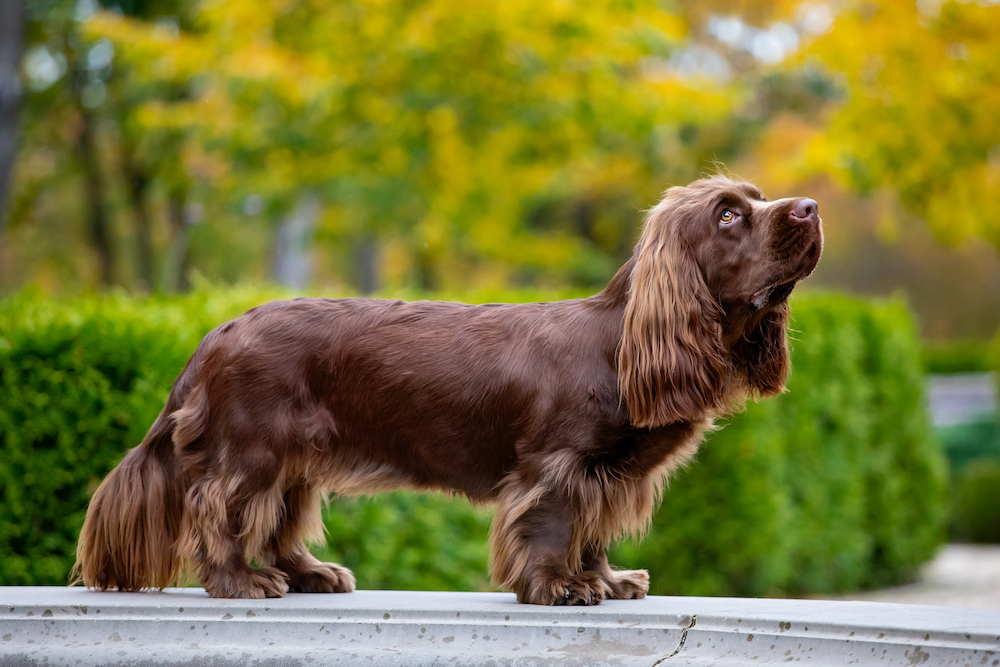 Sussex spaniel spaniel store breeds