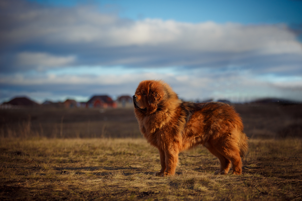 Google best sale tibetan mastiff