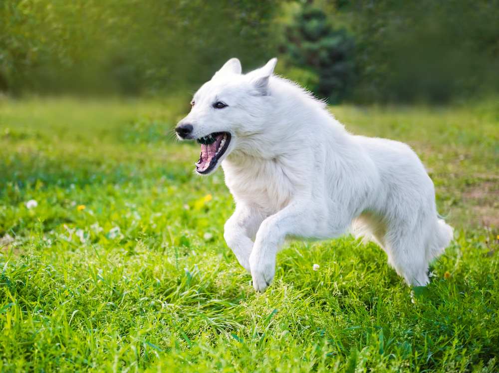 White store swiss shepherd