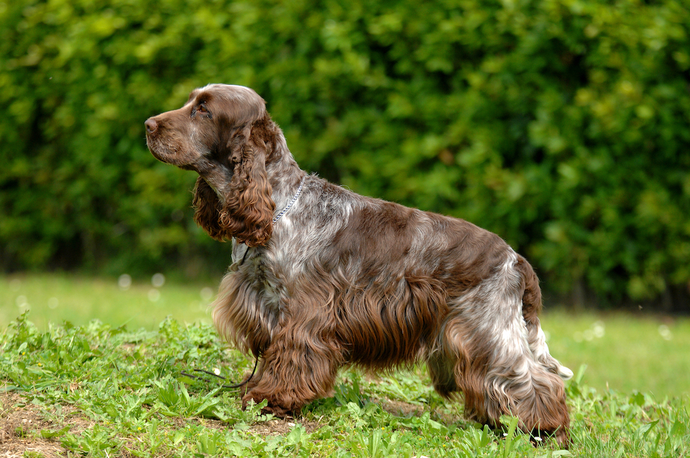 London cocker hot sale spaniel society