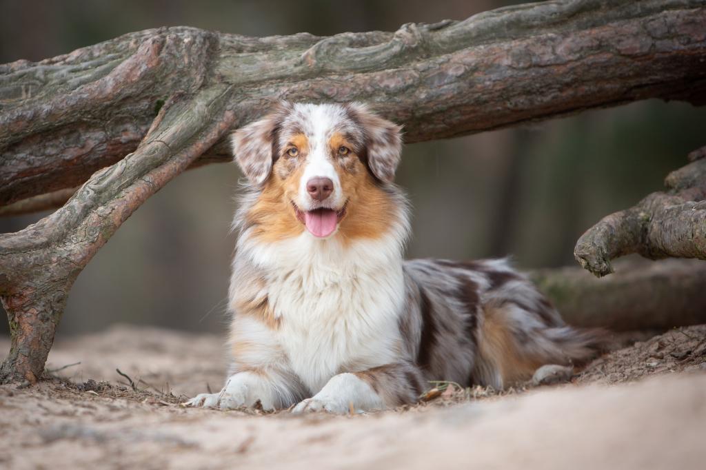 Australian shepherd grooming before best sale and after