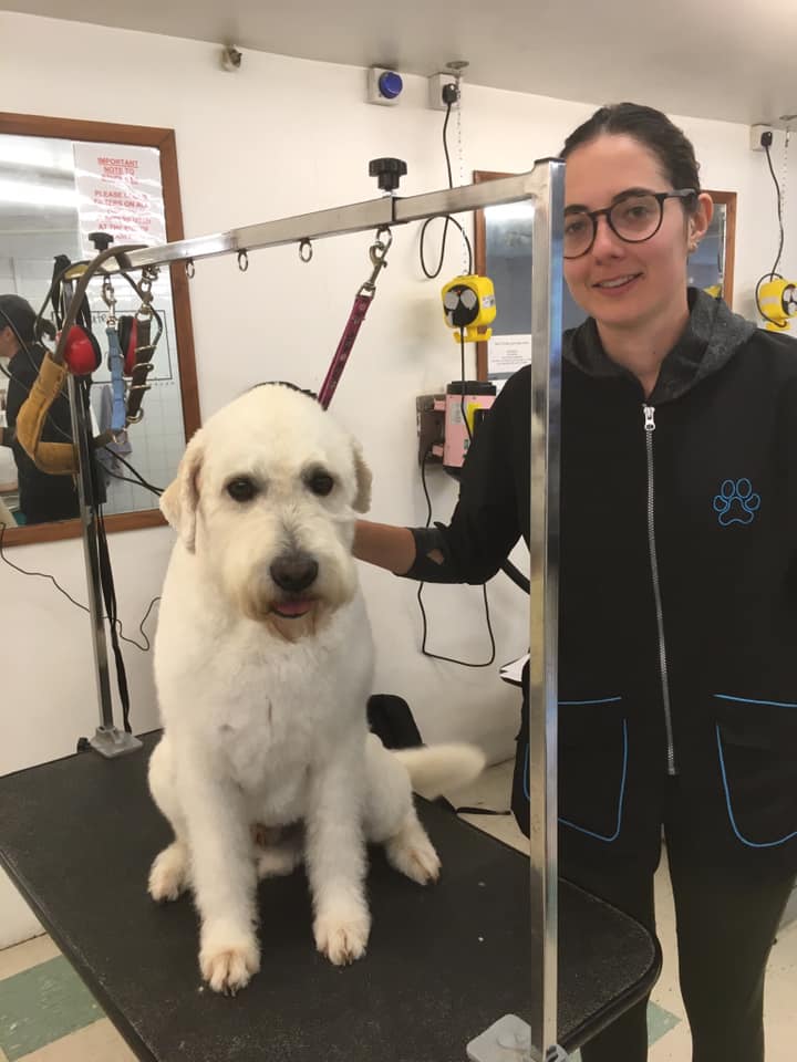 The Groomers Spotlight Canine Design