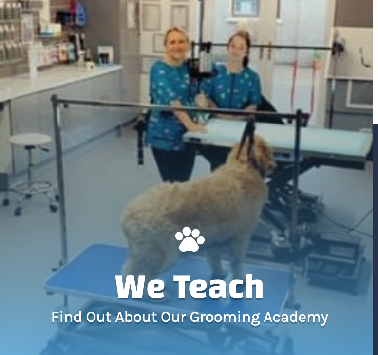 The Groomers Spotlight Goody 4 Paws