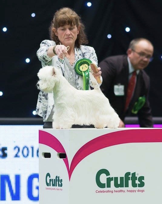 The Groomers Spotlight Top Trimz Consett