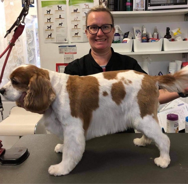 The Groomers Spotlight Dandini's Portsmouth Hampshire