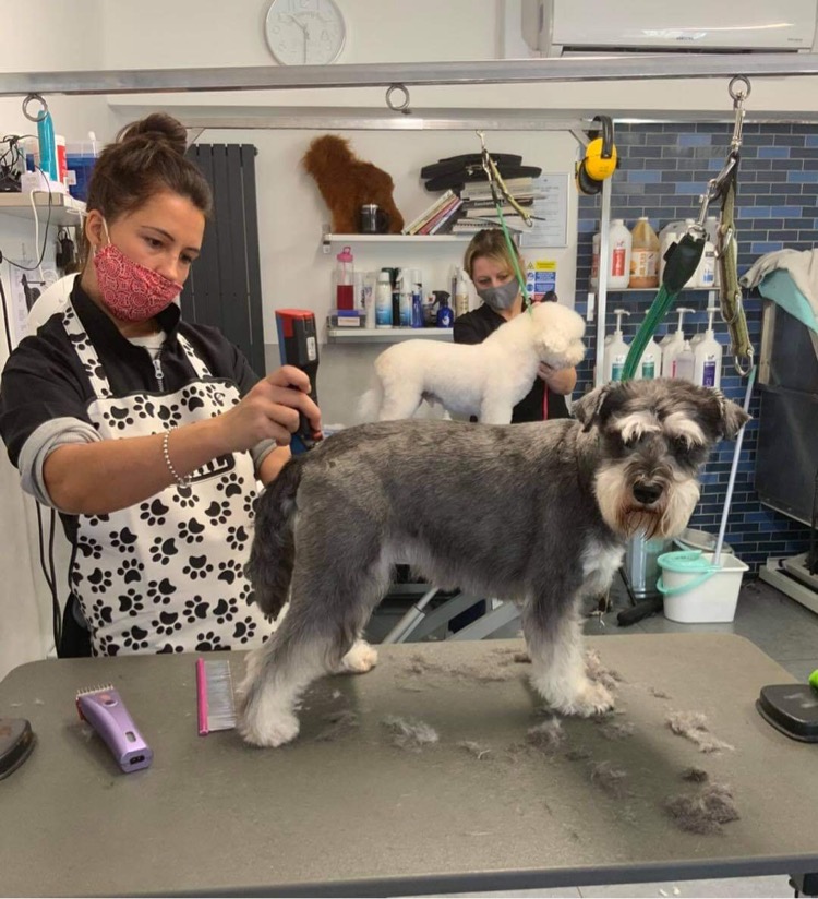 The Groomers Spotlight Dandini's Portsmouth Hampshire