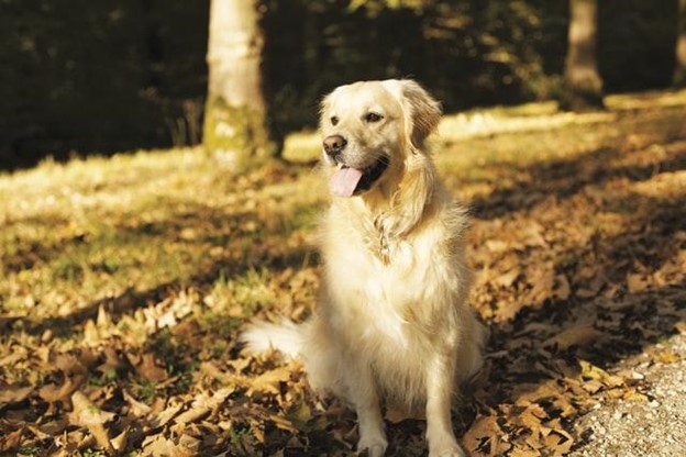 The Groomers Spotlight | How to Protect Your Pet’s Health in Cooler Weather