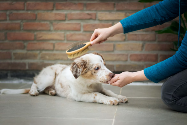 The Groomers Spotlight | Downsizing With Pets: Reducing Stress and Moving Smoothly