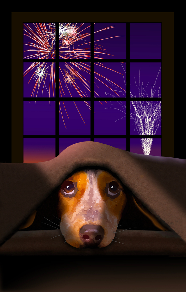 The Groomers Spotlight | Keeping Calm on Fireworks Night