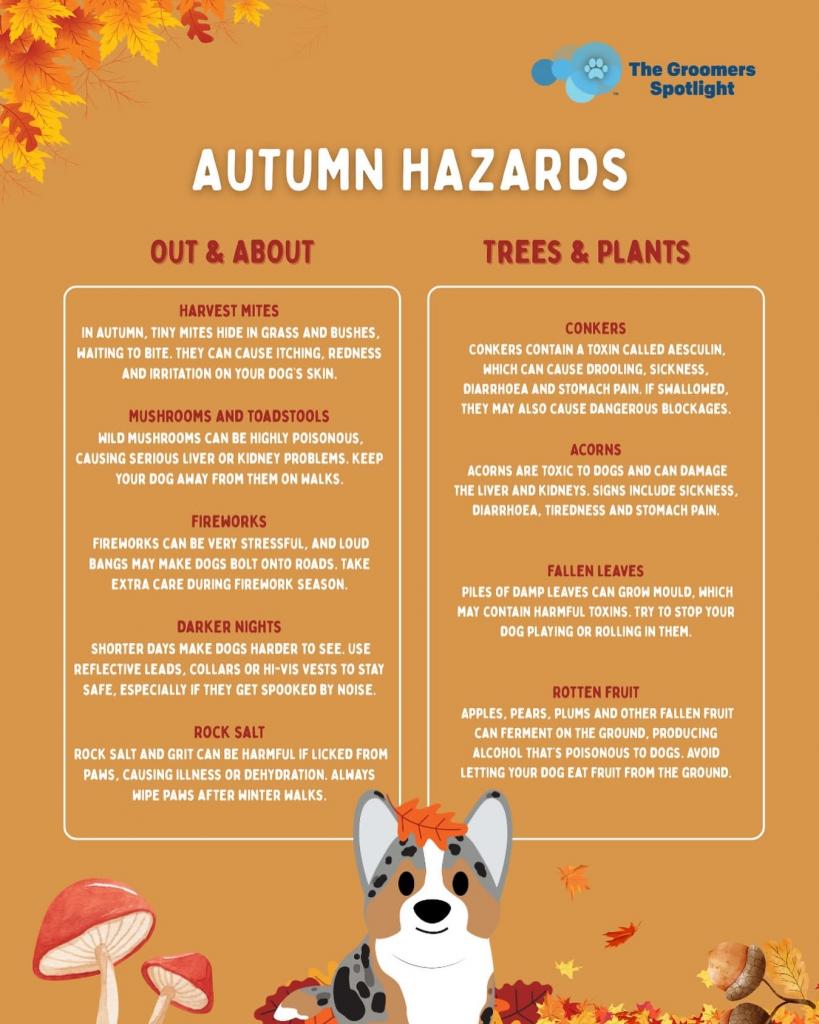 Autumn Hazards for dogs