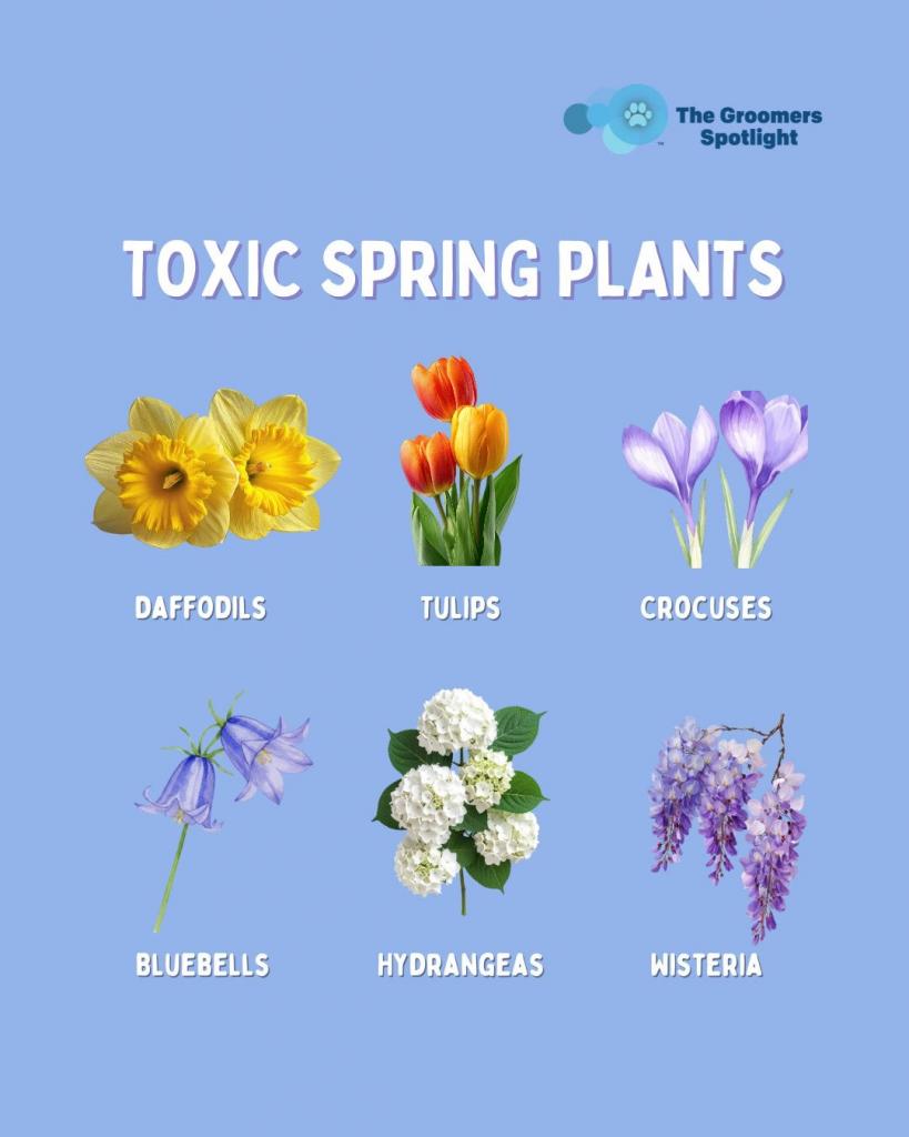 Toxic plants for Spring 