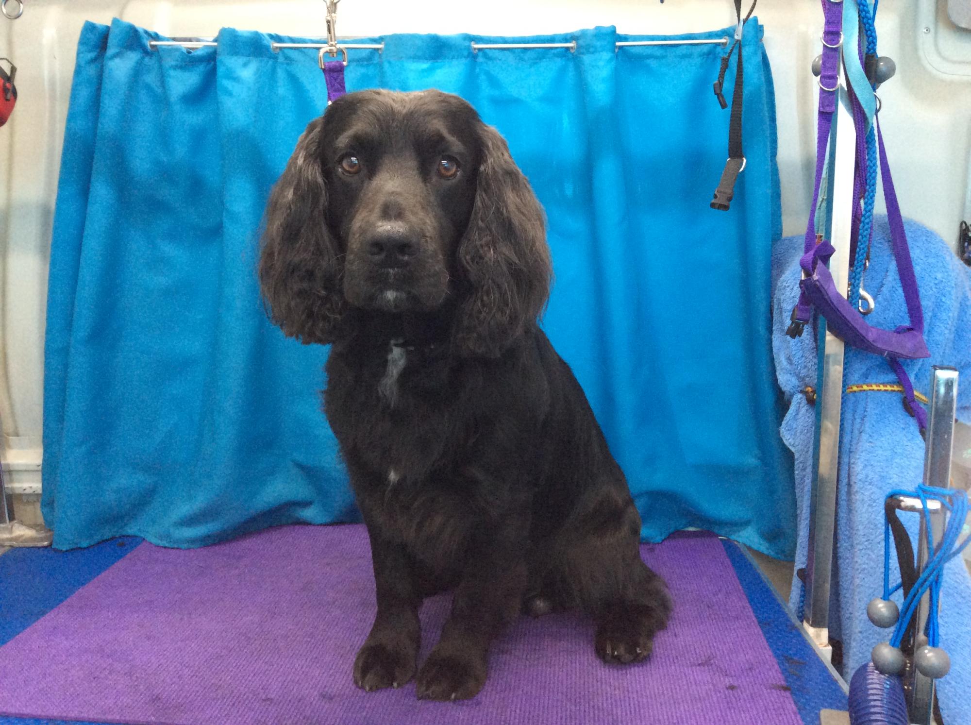 Cheryl Skinner The Groomers Spotlight